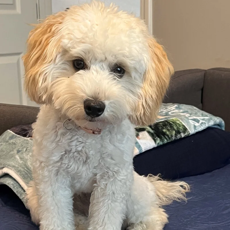 bella