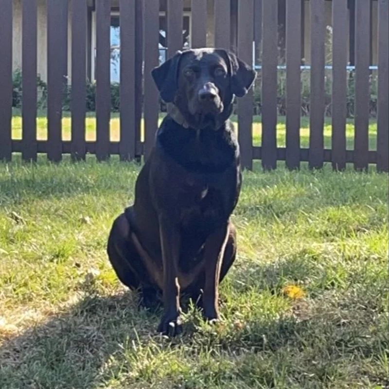 josie 2