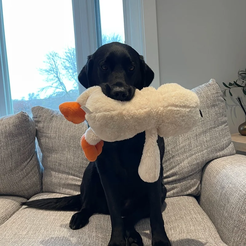 josie